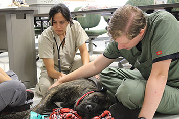 two veterinary assistant students take care of a dog